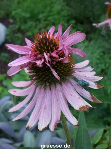 grusskarte-Traumschiff-Blumengruesse_004