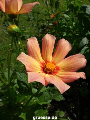 grusskarte-Traumschiff-Blumengruesse_005