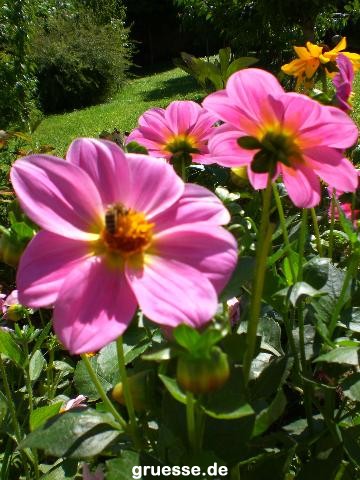 grusskarte-Traumschiff-Blumengruesse_006