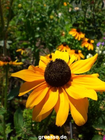 grusskarte-Traumschiff-Blumengruesse_007