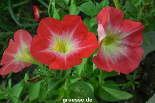 grusskarte-Traumschiff-Blumengruesse_010