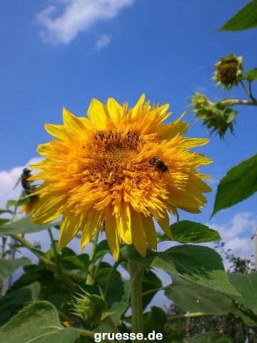 grusskarte-Traumschiff-Blumengruesse_011
