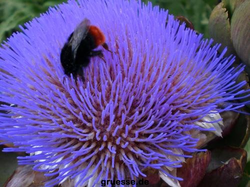 grusskarte-Traumschiff-Blumengruesse_014