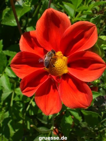 grusskarte-Traumschiff-Blumengruesse_015