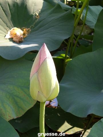 grusskarte-Traumschiff-Blumengruesse_016