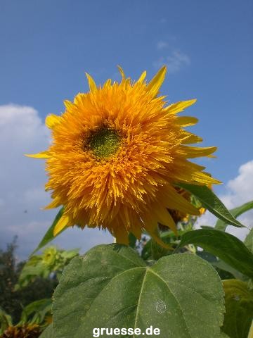 grusskarte-Traumschiff-Blumengruesse_020