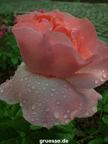 grusskarte-Traumschiff-Blumengruesse_023