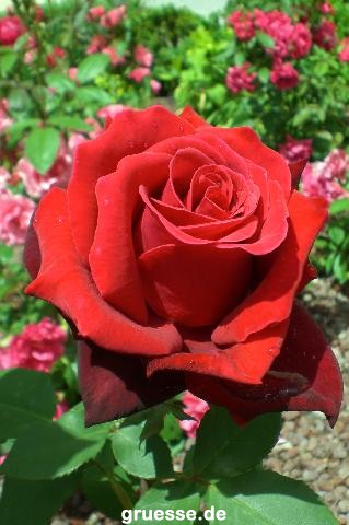 grusskarte-Traumschiff-Blumengruesse_025