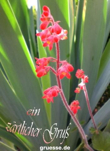 grusskarte-Traumschiff-Blumengruesse_027