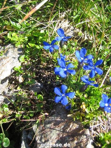 grusskarte-Traumschiff-Blumengruesse_030