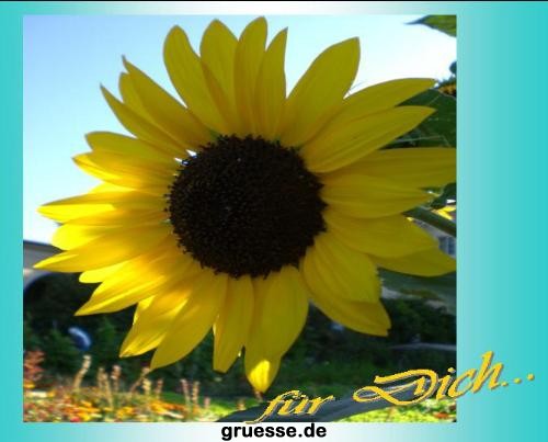 grusskarte-Traumschiff-Blumengruesse_031