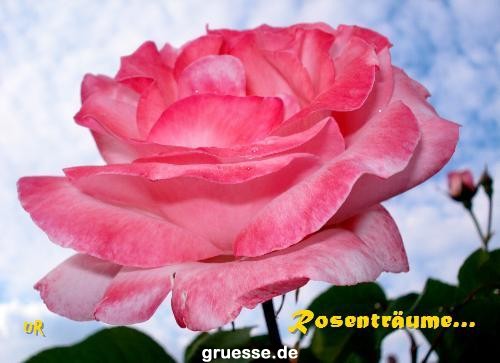 grusskarte-Traumschiff-Blumengruesse_032