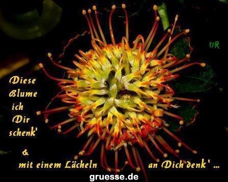 grusskarte-Traumschiff-Blumengruesse_033