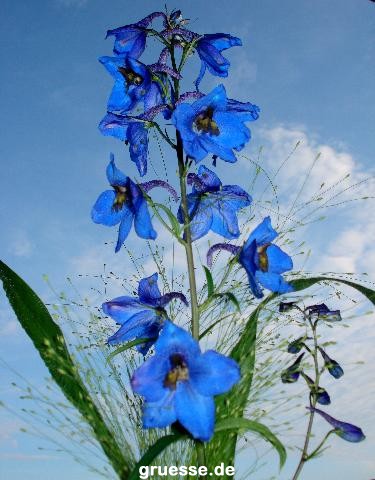 grusskarte-Traumschiff-Blumengruesse_040