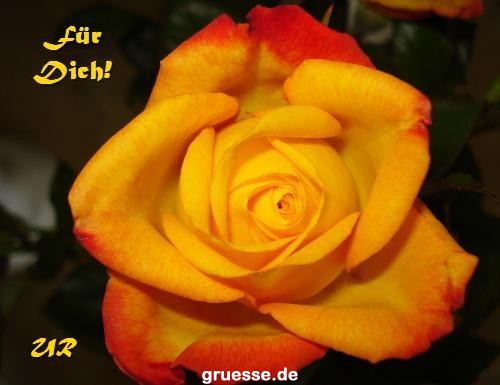 grusskarte-Traumschiff-Blumengruesse_041