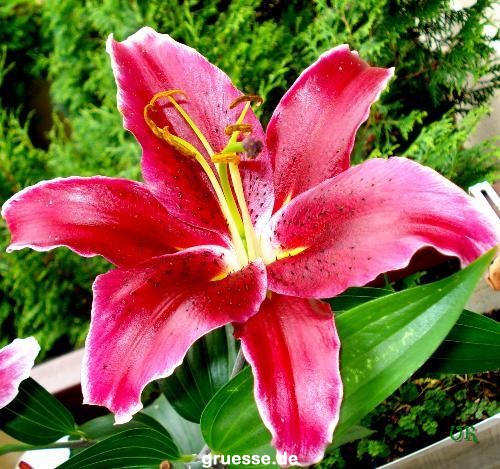 grusskarte-Traumschiff-Blumengruesse_042