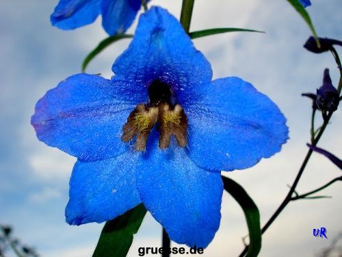 grusskarte-Traumschiff-Blumengruesse_044