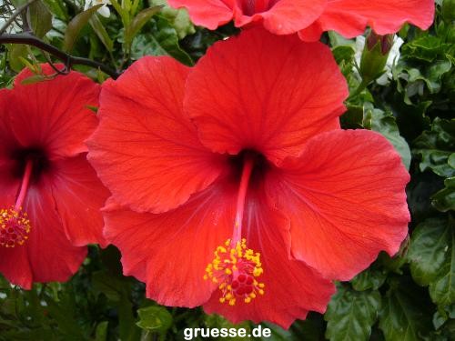 grusskarte-Traumschiff-Blumengruesse_055