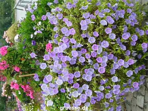 grusskarte-Traumschiff-Blumengruesse_057