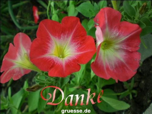 grusskarte-Traumschiff-Danke_006