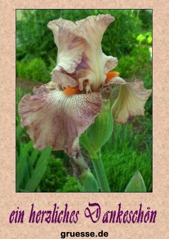 grusskarte-Traumschiff-Danke_007