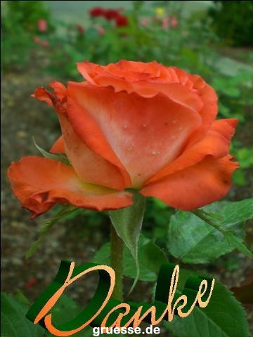 grusskarte-Traumschiff-Danke_008