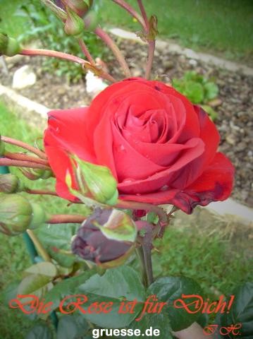 grusskarte-Traumschiff-Freundschaft_006