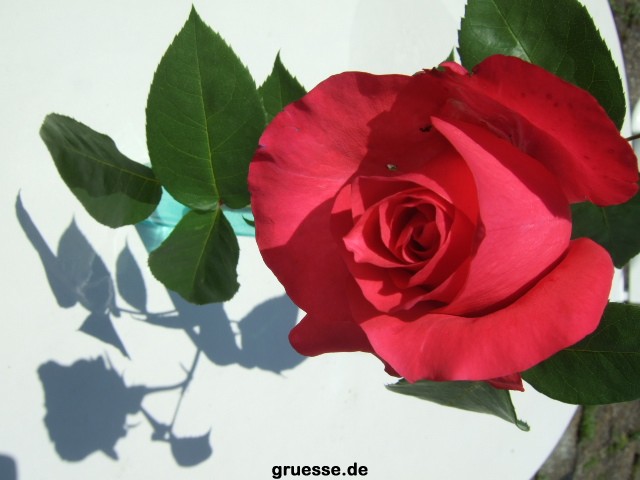 grusskarte-Traumschiff-Freundschaft_015