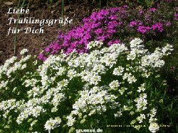 grusskarte-Traumschiff-Blumengruesse_001