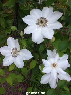 grusskarte-Traumschiff-Blumengruesse_003