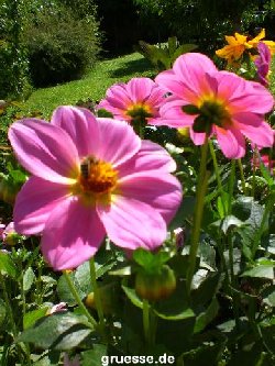 grusskarte-Traumschiff-Blumengruesse_006