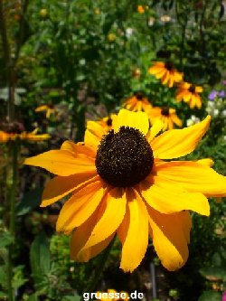 grusskarte-Traumschiff-Blumengruesse_007