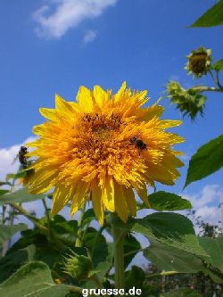 grusskarte-Traumschiff-Blumengruesse_011
