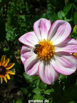 grusskarte-Traumschiff-Blumengruesse_012