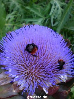 grusskarte-Traumschiff-Blumengruesse_013