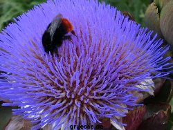 grusskarte-Traumschiff-Blumengruesse_014