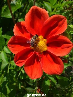 grusskarte-Traumschiff-Blumengruesse_015