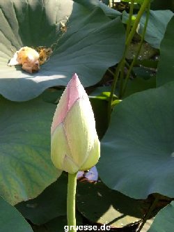 grusskarte-Traumschiff-Blumengruesse_016