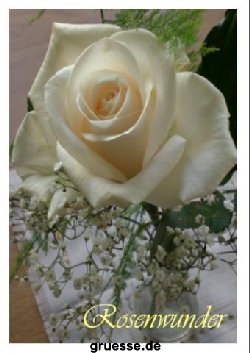 grusskarte-Traumschiff-Blumengruesse_022