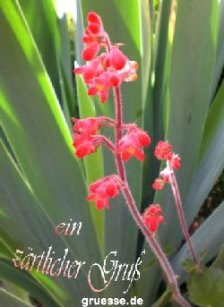 grusskarte-Traumschiff-Blumengruesse_027