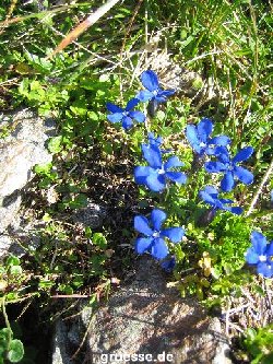 grusskarte-Traumschiff-Blumengruesse_030