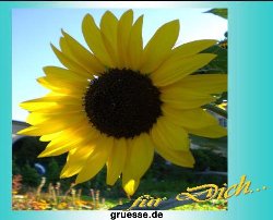 grusskarte-Traumschiff-Blumengruesse_031