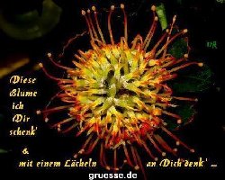 grusskarte-Traumschiff-Blumengruesse_033