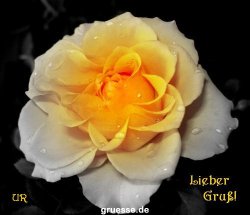 grusskarte-Traumschiff-Blumengruesse_038