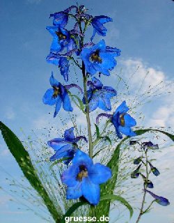 grusskarte-Traumschiff-Blumengruesse_040