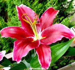 grusskarte-Traumschiff-Blumengruesse_042