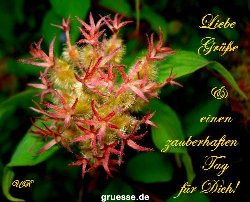 grusskarte-Traumschiff-Blumengruesse_043