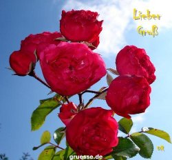 grusskarte-Traumschiff-Blumengruesse_046