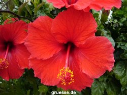 grusskarte-Traumschiff-Blumengruesse_055