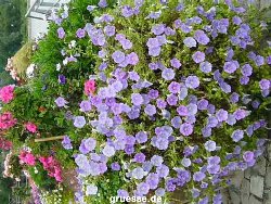 grusskarte-Traumschiff-Blumengruesse_057